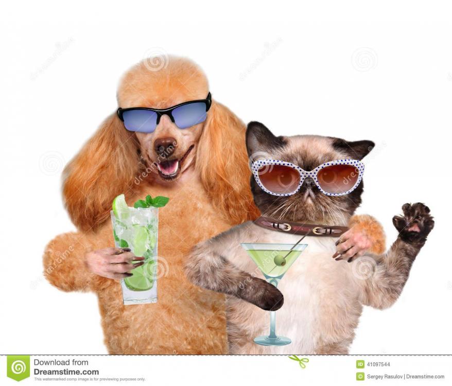 dog-cat-vacation-beach-41097544.jpg