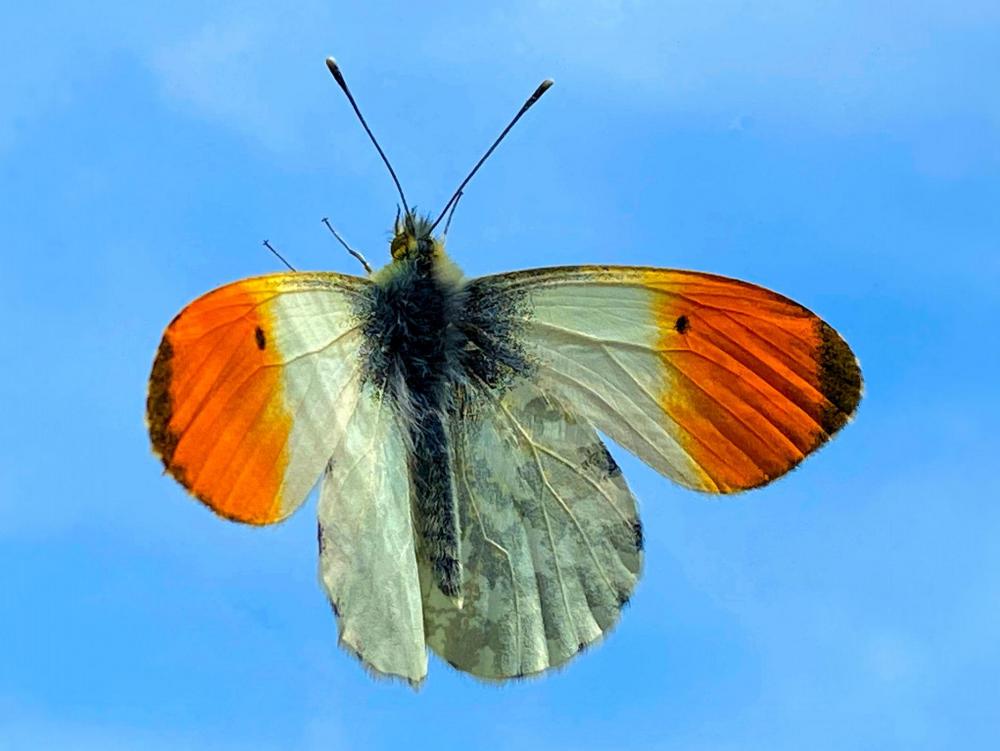 The Orange Tip Butterfly.jpg