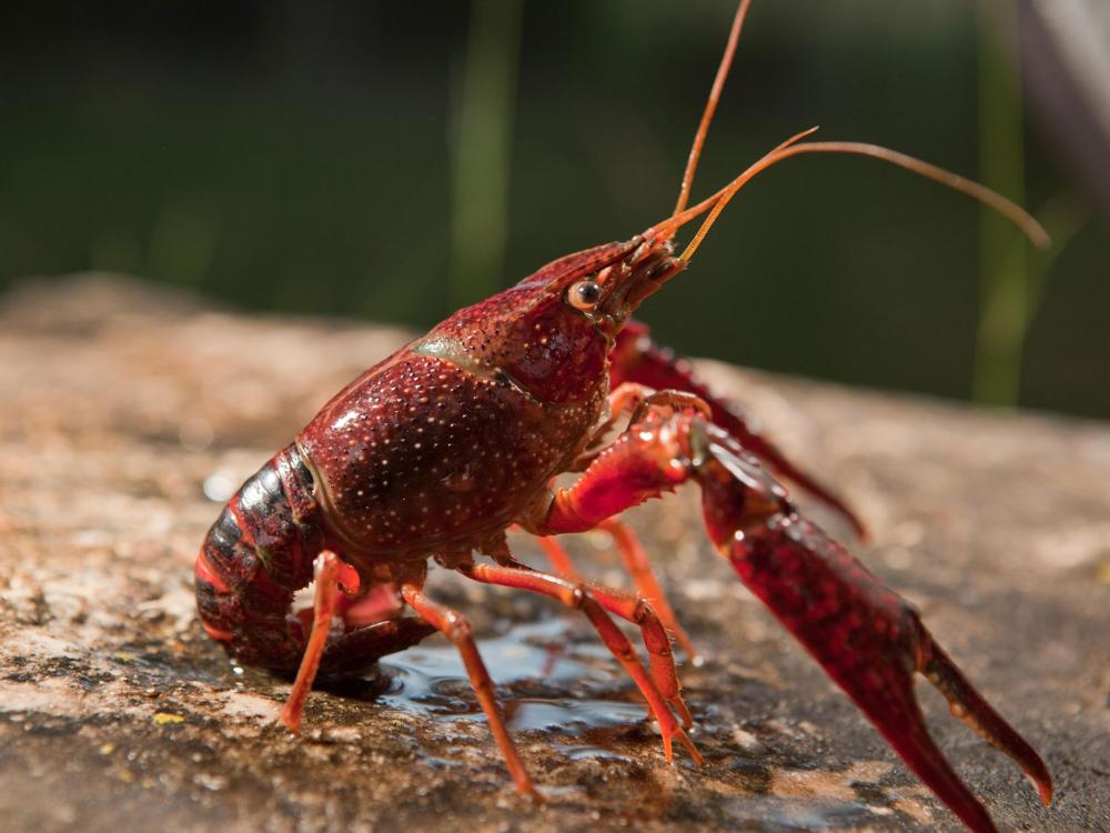 01-og-invasive-crayfish-ejf21t_4x3.jpg