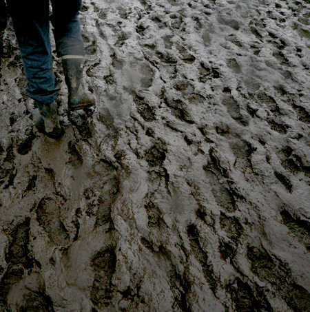 a muddy festival