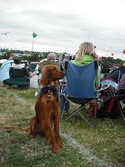around the festival site (dogs)
